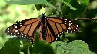 Monarch butterfly is now endangered, conservationists say
