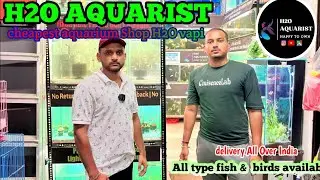 cheapest aquarium fish shop || H2O AQUARIST || now fish stock update  @h20aquarist