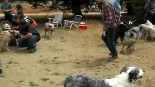Norcal Aussie Rescue Picnic & Reunion 01 2009-06-20