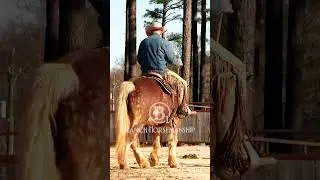 Try to keep your horse's form in mind when training for function.  #b1  #horseriding #beone