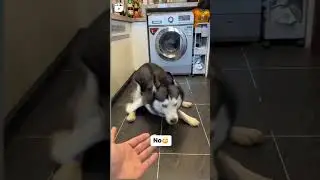 Husky dont want to shake Hand #shorts funny