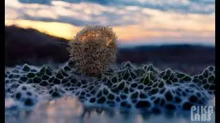🌿🐾 Nature's Interconnectedness: Delicate Balance Between Creatures and Plants 🌱🦋