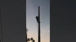 Brian Rigging Palm Log With Flip