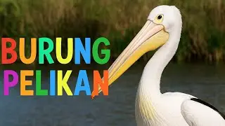 Lagu Anak Burung Pelikan 🐦✨ | Lagu Edukasi Anak Ceria Tentang Hewan | Untuk Anak TK dan Paud