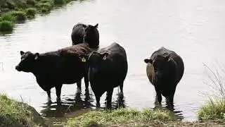 When Your Cows Stand in Pond Water... Live from the pasture with Scott