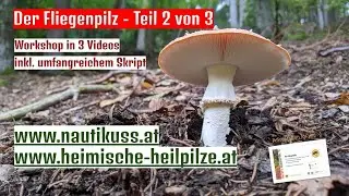 Der Fliegenpilz - Heilpilz Spezial 14 - Teil 2 von 3