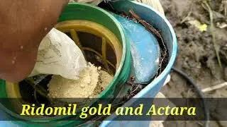 ridomil gold and Actara spray