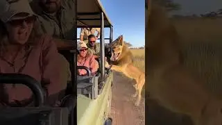 Tourists Panic as a Lion Charges the Safari Jeep... Then THIS Happens! 😱🦁😂 | Hilarious Plot Twist