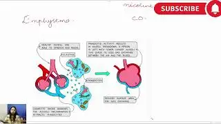 Effects of Alcohol & Smoking on the Human Body  Short Term, Long Term & Pregnancy Risks  A Level Bio