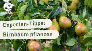 Birnbaum pflanzen: So klappt&rsquo;s (Anleitung)