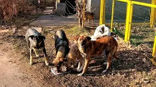 These Homeless Dog Family Trying to Survive this cold Winter