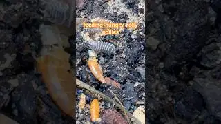 feeding my hungry isopods #pillbug  #animals #crustacean #wildlife #terrarium #bugs