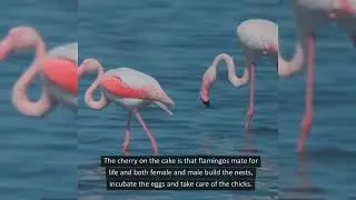 Falmingoes Are Precious Bird
