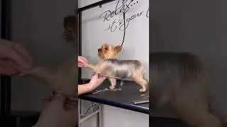 YORKIE GROOMING WITH SCISSORS #yorkie #doggroomingforbeginners #doggroomingtips