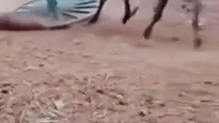 Rekala Race