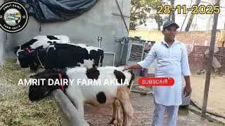  7087082197 ਟੋਪ ਦੀਆ  ਵੱਛੀਆਂ ਤਿੰਨ ਮਹੀਨਿਆਂ ਤੋਂ ਲੈ ਕੇ ਡੇਢ ਸਾਲ ਤੱਕ ਰੇਟ ਵੀਡੀਓ ਦੇ ਵਿੱਚ#baffalo #animals 