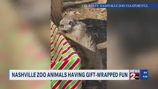 Nashville Zoo animals having gift-wrapped fun
