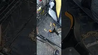 Found a real Gold chain!