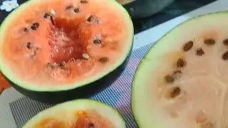 Home Grown Sugar Baby Watermelon taste test