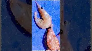 つぶつぶ絵 「オキアミ(釣り餌)」 #shorts