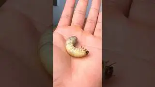 I Gave My FIRE ANTS a GIANT GRUB!!
