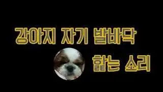 강아지 자기 발바닥 핥는 소리