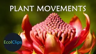 Plants on the Move! | EcolClips