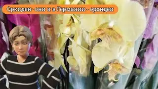 Review of orchids in German shops