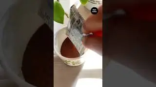 Instant Coffee With Milk Powder #ytshort #shorts #instareels #coffee