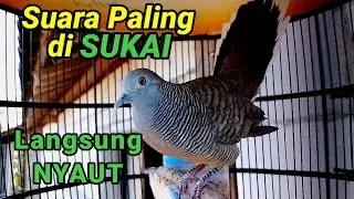 Perkutut lokal gacor suara paling DISUKAI perkutut lain.