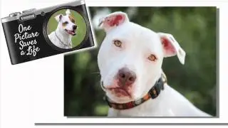 One Picture Saves A Life - Give A Gift That Gives More