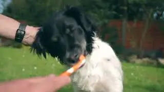 DogsLife | Safe & Easy Dog Grooming Supplies For All Dogs