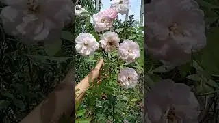 bunga mawar🌹🌹🌹🌹🌹🌹🌹🌹🌹🌹🌹