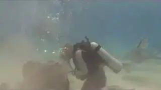 Killer Stingray Attack! (not really...)