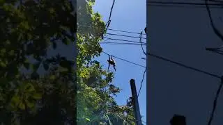 🐒Monkey Crosses Canopy Bridge, Thanks to our Sponsors!