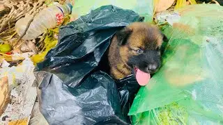 Full rescue story Puppy  was thrown away in garbage um cachorro abandonado e com pena jogado no lixo