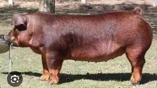 Pig farming //Landrace + Duroc 8 months 250 kg //
