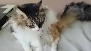 Cat cleaning after being touched #cat #cats #asmr #catlovers #norwegianforestcat #seniorcat #catlick