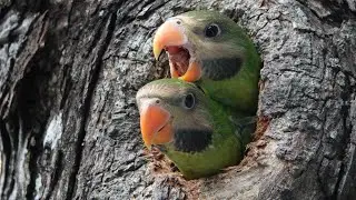 Cute Pair of Nesting RED-BREASTED PARAKEET Chicks
