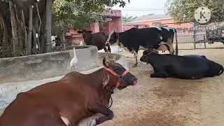 बिना दवाइयां इस गोशाला की लगभग सभी गाय लंपी से ठीक हो रही हैं | गोशाला के प्रधान ने बताया कि लंपी से
