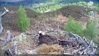 The sounds of skydancing catch the attention of the Loch Arkaig Ospreys 13 May 2020