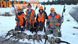 17 Pheasant Cleanup! My Pointer/Lab's FIRST Hunt &ndash; Started Rough, Ended Like a Pro