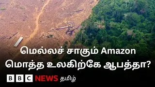 Amazon-ல் என்ன நடக்கிறது? உலகிற்கு இது ஏன் ஆபத்தானது - விஞ்ஞானிகள் என்ன கூறுகின்றனர்?