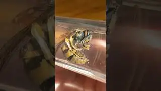 Wasp Capsule Made With Borosilicate Glass