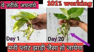 मनी प्लांट की जड़ों को तेजी से बढ़ाने का आसान तरीका! 🌱💚 | Money Plant Root Growth Tips