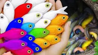 Catch beautiful aquarium fishes in small ponds like koi fish, guppy, molly, goldfish