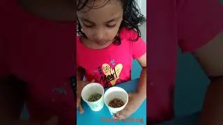 Pulses sorting | concentration development | sensory learning