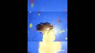 Insects #bug #beauty #bugs #insect #nature #fly #inse #party #viral #video #shorts #wildlife
