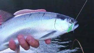 Как поймать кокани на водохранилище Вискитаун: Эпизод 5