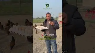 Fresh Desi eggs in panipat #panipatorganica